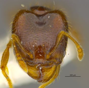 Media type: image;   Entomology 34356 Aspect: head frontal view